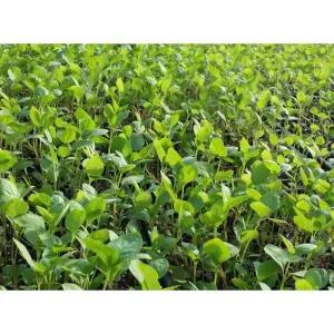 더덕모종 10개 (트레이 10구) 사삼모종