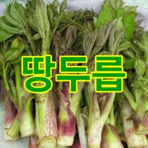 봄향기 가득한 땅두릅 500g,1kg