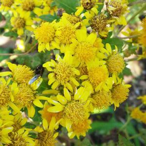 감국 10개 노지월동 다년생 야생화 식물 모종