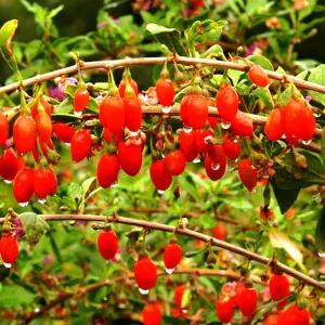 [나무의모든것]왕구기자나무묘목 2년생 상묘/약용수 판매중