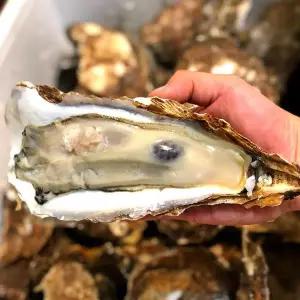 [미스터팜팜]직접채취 섬진강 강굴 벚굴 벗굴 5kg/10kg