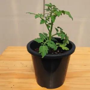 앉은뱅이방울토마토모종 10포기/모종마트