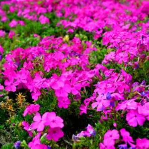 [나무팜]꽃잔디모종(3치포트30개/한판)봄꽃 꽃잔디 다양한 색상선택/ 홍설 흰색 연보라 복화(4종)/ 야생화 조경용 관상용