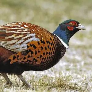 (부화용유정란/꿩알) - 꿩 유정란 (30개) / 부화용계랸.부화기에 넣고 부화시켜보세요