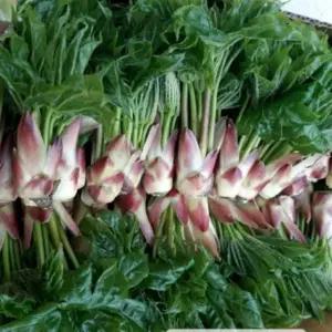 지리산 야생 개두릅 / 엄나무순 / 음나무순 2kg