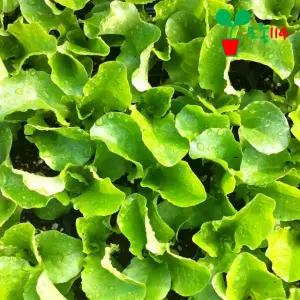 아삭이상추 모종 (6개)  베란다 텃밭 시장 씨앗 채소