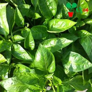 피망 모종 (1개)~ 베란다 텃밭 시장 씨앗 채소 묘목