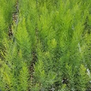 아스파라거스모종 5개 (트레이 5구) 그린 아스파라거스 모종