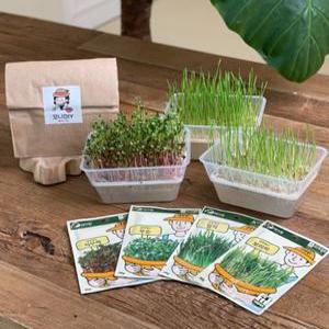 새싹보리 밀싹 무순 채소재배기 키우기 키트