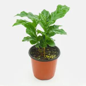 커피나무 인테리어 식물 커피콩 재배