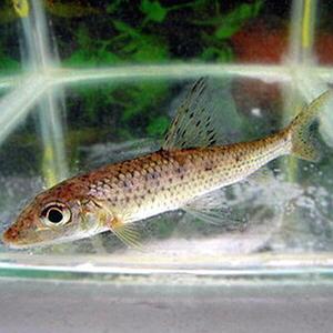 [신세계수족관] 관상용 민물고기 참마자 7~9cm 1마리