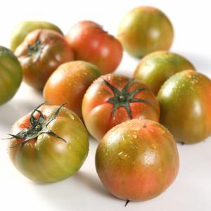 매일수확 다원농장 새콤달콤 찰토마토 5kg(크기혼합)