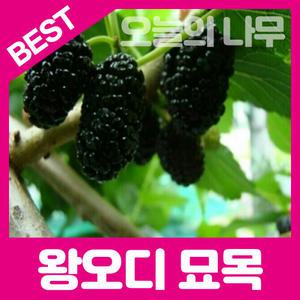 최상의 품종  왕오디/설탕왕오디(신품종) 2년생 판매중