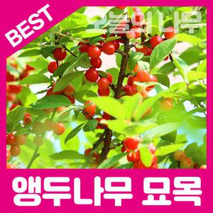 최상의 품종 앵두나무묘목 2년생 판매중