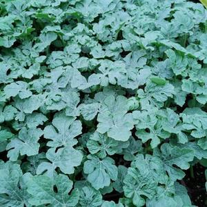 애플수박모종 5주(5개)