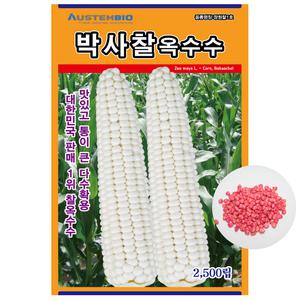 오스템바이오 박사찰옥수수 2500립 종자 씨앗 대한민국대표 찰옥수수 다수확