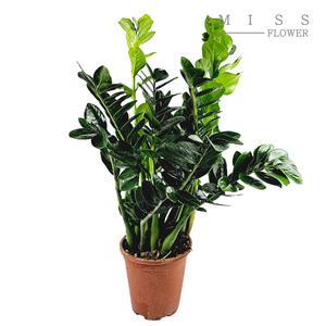 꽃집아가씨 중형 럭키금전수 화분지름18cm