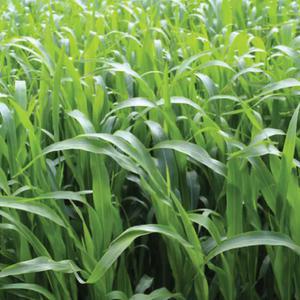 (영미의정원) 수단그라스 씨앗 10kg 녹비작물 목초작물 수단그라스 수수 교잡종