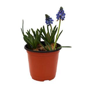 무스카리 구근 봄 꽃 화분 미니 꽃화분 모종 키우기