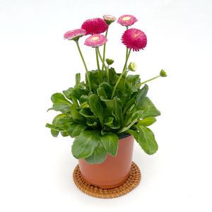 잉글리시데이지 꽃 화분 미니 데이지 꽃화분 모종 키우기