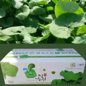 강원도 양구 양구곰취1kg 곤달비) 봄나물 채소 쌈채소