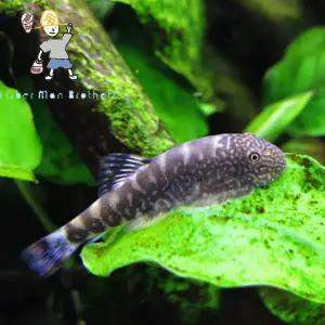 [힘찬열대어] 가오리 비파 2마리