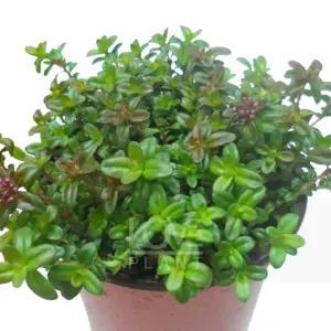 백리향 타임 허브 식물 키우기 노지월동 야생화 모종 꽃 향기 정원 소품