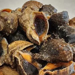 서해안 제철 참소라 2kg