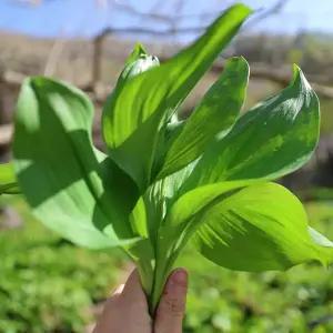 울릉도 생 명이나물 2kg