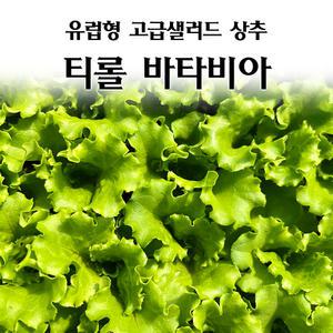 [모종심는아빠] 유럽형 고급 샐러드 상추 티롤 바타비아 모종72개