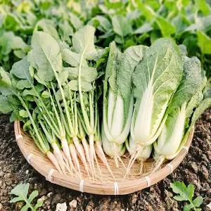 [사계절청년농부]싱싱한 포천 열무3kg+얼갈이1kg 세트