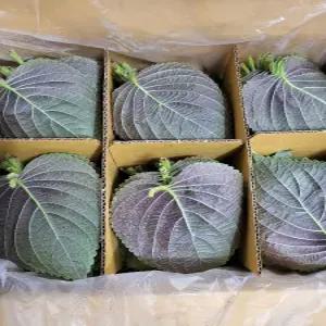 깻잎 백양사 펴진깻잎 2kg 내외 발품장터