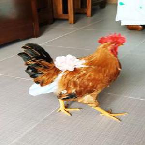 닭기저귀 방수 팬티 똥주머니 기저귀 가금류 반려닭