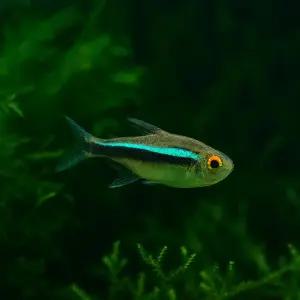 블랙네온테트라 10마리