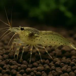 야마토새우 5마리