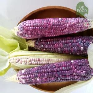 건담농수산 국산 쫀득한 곡성 흑 찰옥수수 냉동 찐옥수수 햇옥수수