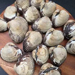 연안 자연산 왕새꼬막 1kg