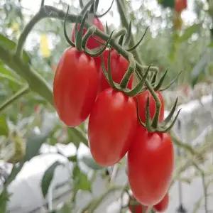 대간농장 대추 방울토마토 로얄과 2kg 2박스 구매시 1kg 추가 발송