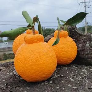 [제주도 위미 효돈] 고당도 프리미엄 한라봉 대과 2kg (5과내외) 15brix 이상 부드러운 식감