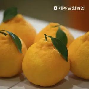 제주남원농협 품질보장 산지직송 한라봉 2kg 중대과 (5-9과 내외)