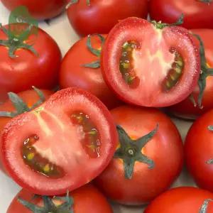 건담농수산 유럽종 완숙토마토 로얄과 5키로 상급 찰토마토