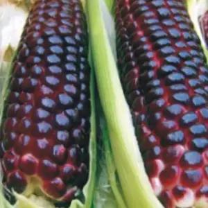 흑 옥수수씨앗 찰옥수수 씨앗 식물 종자 열매 20g