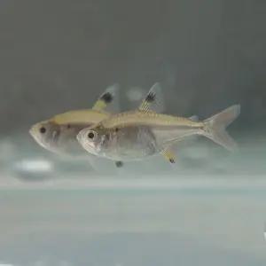 열대어 프리스텔라 리들레이 테트라 10마리 30마리