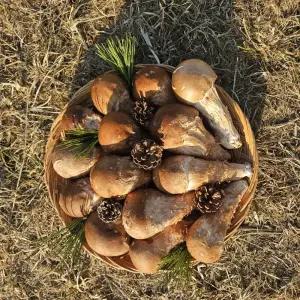 반찬용 참송이 버섯 1kg