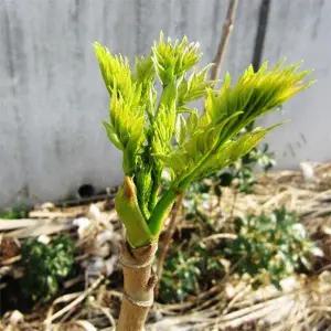 가시없는 민두릅 특용수 묘목 1년생 -열개묶음  OC012