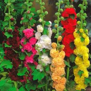 접시꽃 겹꽃 (색상혼합)  - 모종 다년생 노지월동  10cm포트 다섯개묶음 -DR700