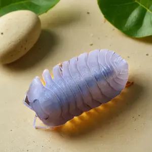 등각류 분해 생물 톡톡이 톡토기 쿠바리스 소일 5마리