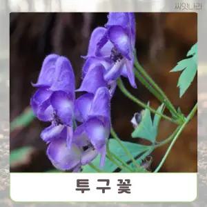 (씨앗나라) 초오의꽃 투구꽃 5립