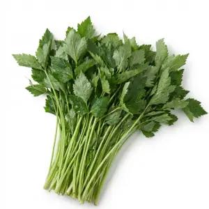 국내산 봄 제철 산나물 국내산 참나물 1kg