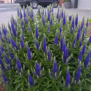 어린모종 베로니카 블루 부케 8cm분